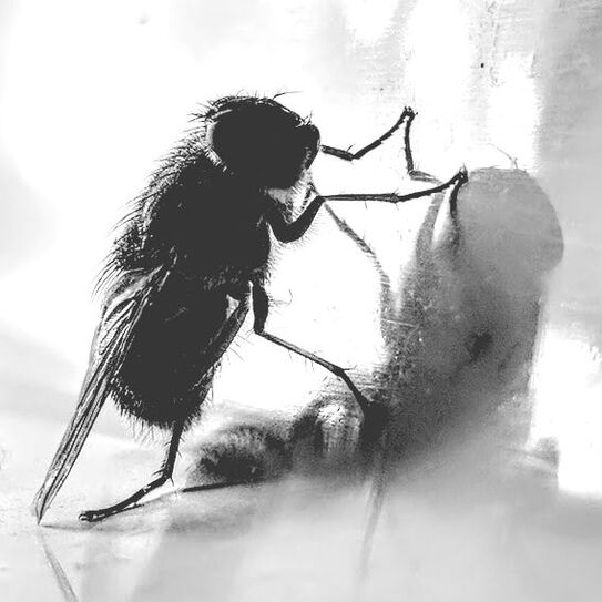 A photo of a fly contemplating its shadow